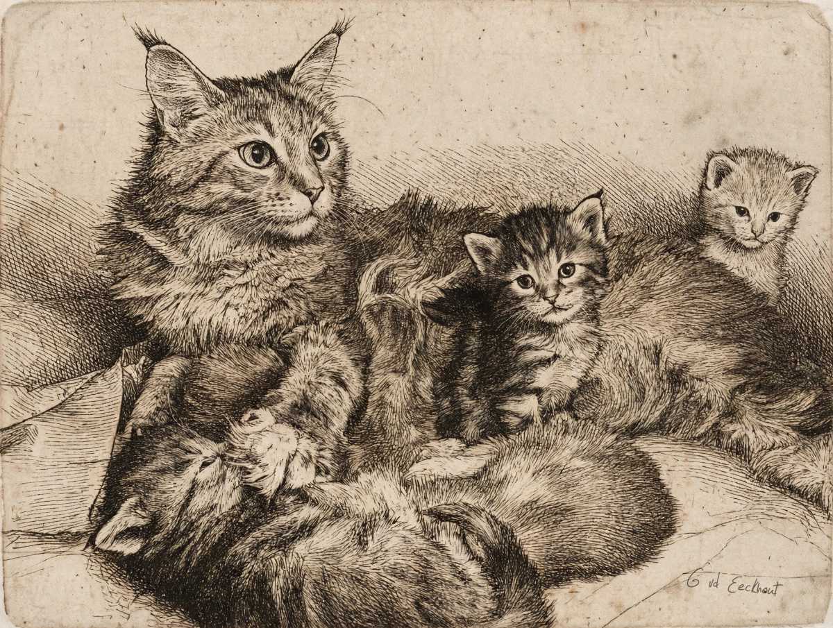 Maine coon kittens met namen